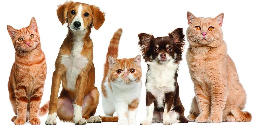 Доска объявлений о животных | ЗооТом - продажа, вязка и услуги для животных в Ликино-Дулёво