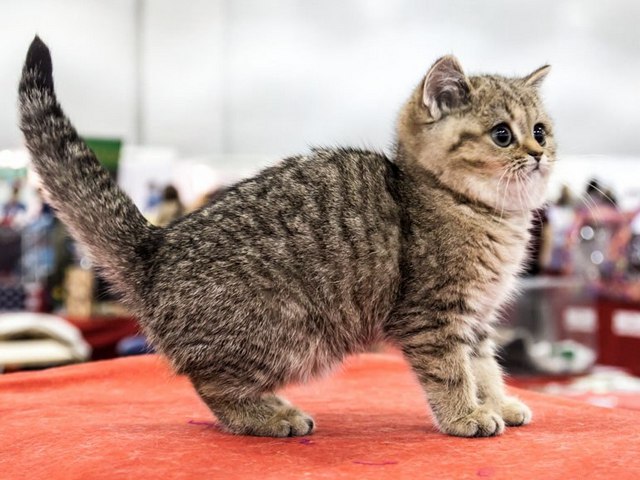 Породы кошек в Ликино-Дулёво | ЗооТом портал о животных