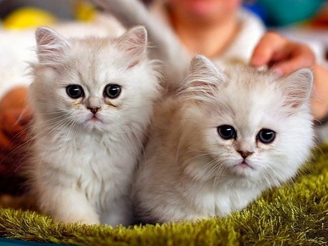 Породы кошек в Ликино-Дулёво | ЗооТом портал о животных