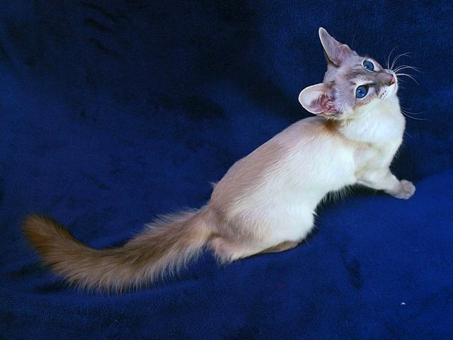 Выведенные породы кошек в Ликино-Дулёво | ЗооТом портал о животных