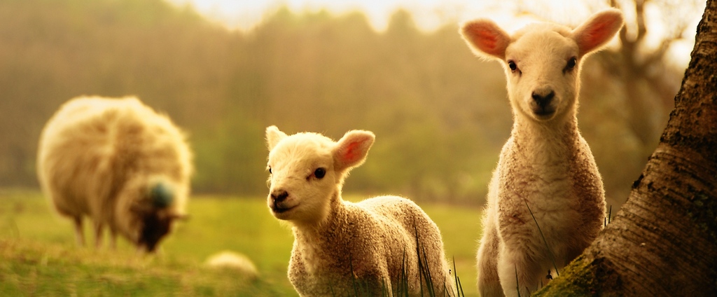 Объявления о сельскохозяйственных животных | ЗооТом - продажа, вязка и услуги для животных в Ликино-Дулёво