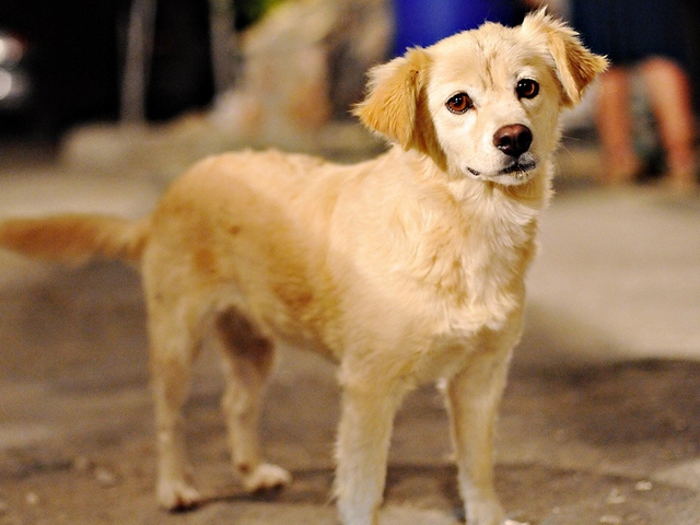 Породы собак в Ликино-Дулёво | ЗооТом портал о животных