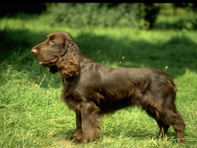 Породы собак в Ликино-Дулёво | ЗооТом портал о животных