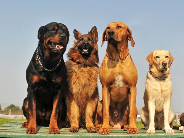 Крупные породы собак в Ликино-Дулёво | ЗооТом портал о животных
